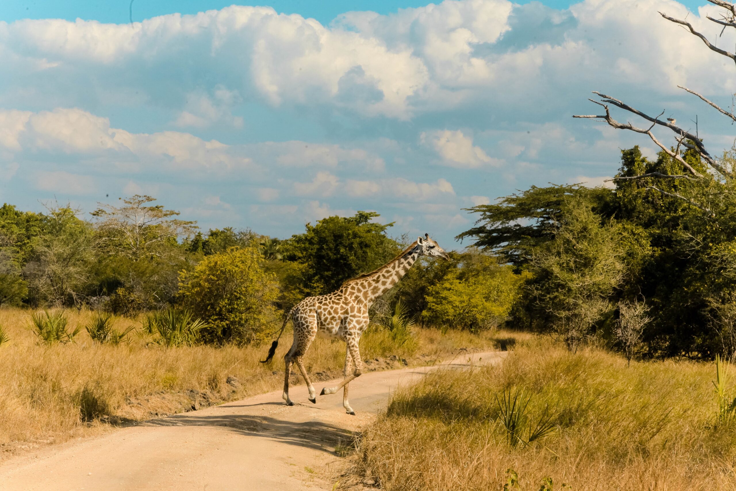 Explore Tanzania's Natural Wonders on an Adventure