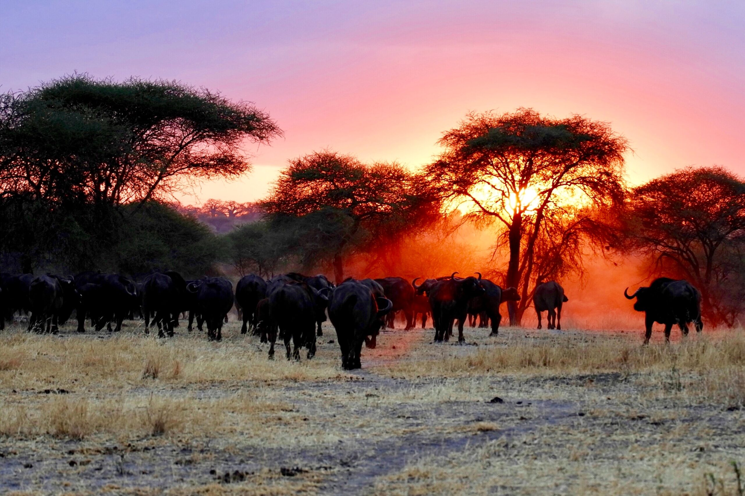 Walking Tours and Safaris Packages
