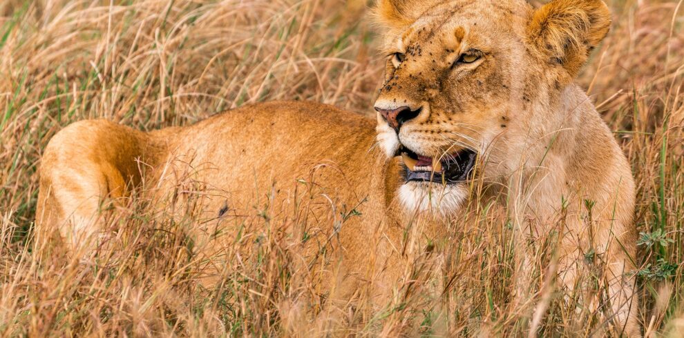 best luxury safari tours in Tanzania