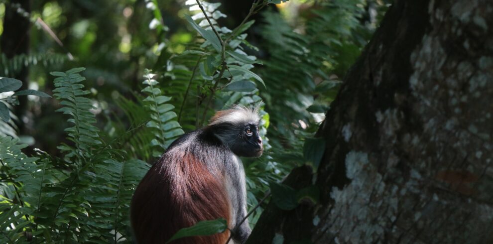 Mount Kilimanjaro climbing tours