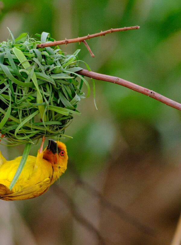 Climb Mount Kenya and Explore Tanzania with Our Tours and Safaris Packages