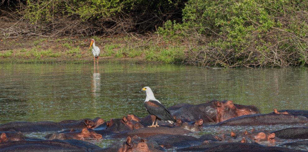 Mount Kenya climbing tours