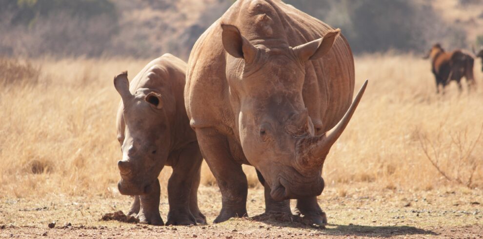 best safari companies in Tanzania