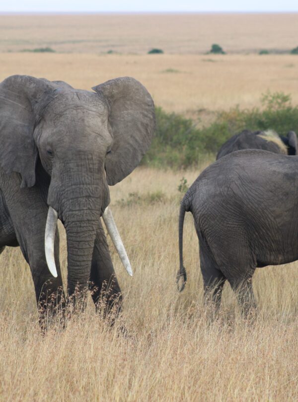 Kenya luxury beach holidays