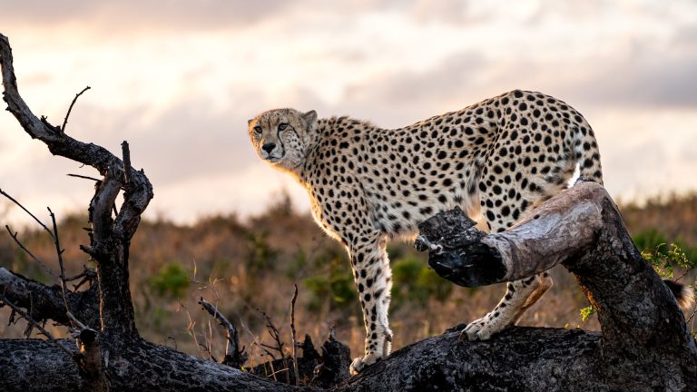 The ‘Silent’ Conversations of the Serengeti: How Animals Communicate Without Sound