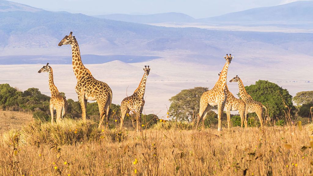 antelopes of serengeti