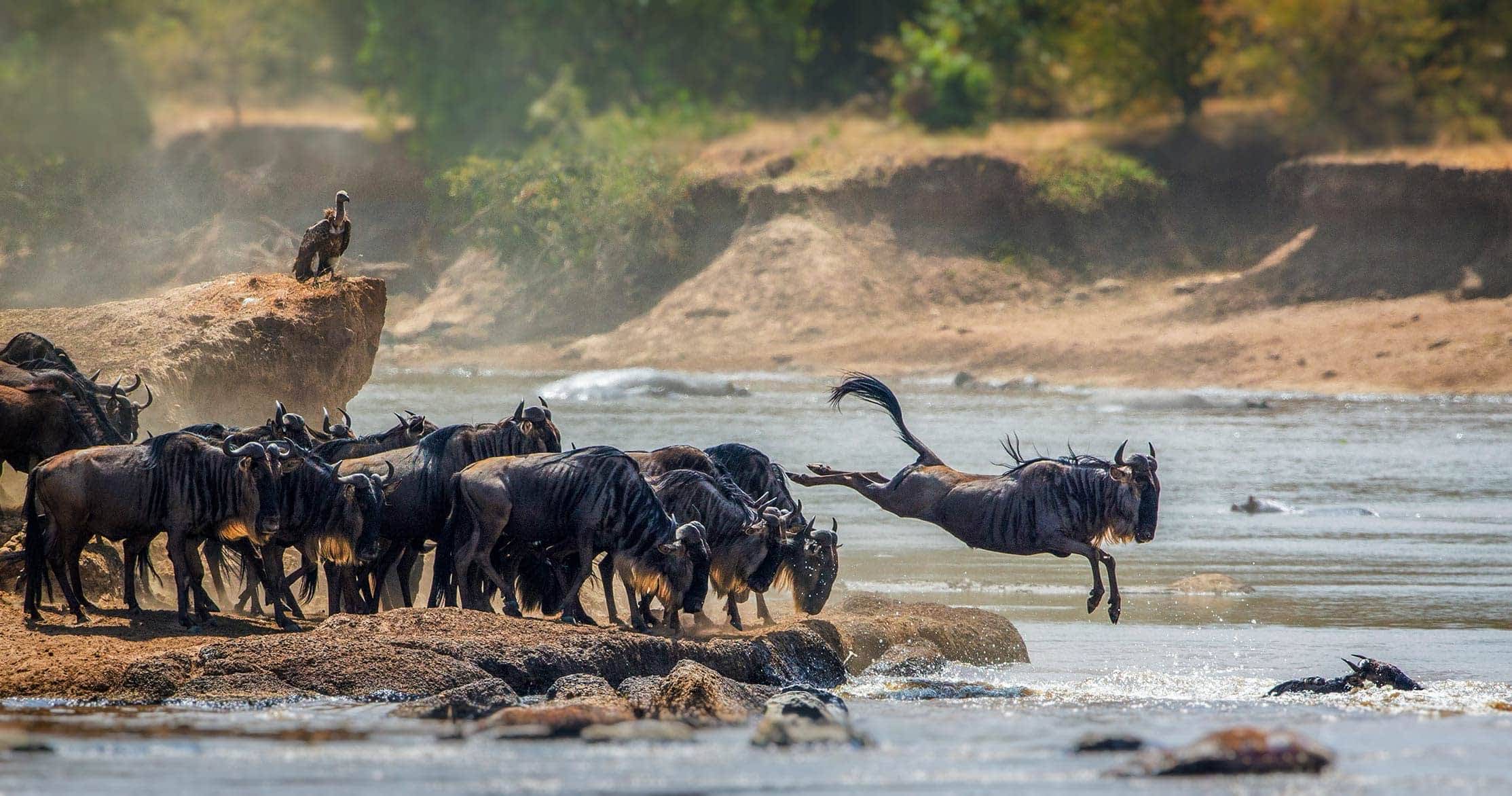nomads of serengeti