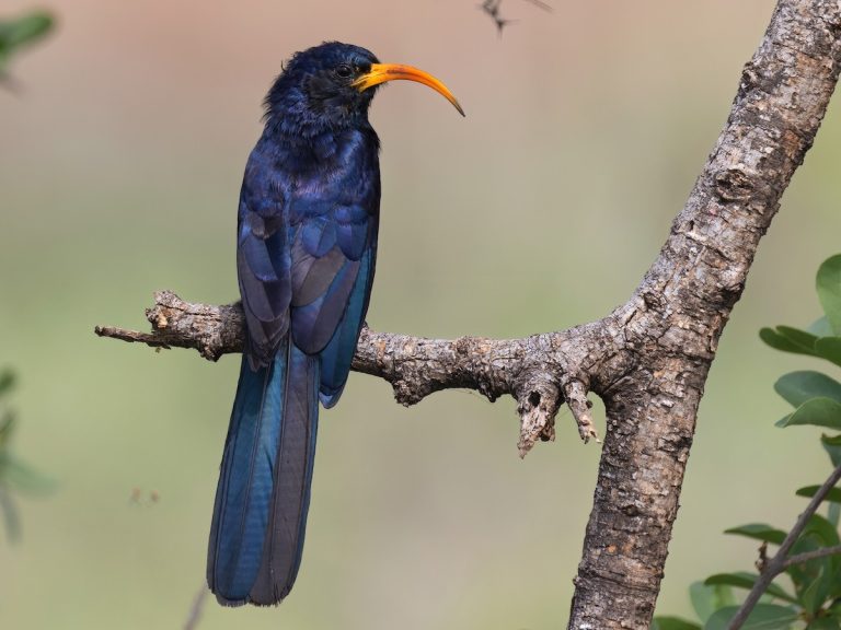 Abyssinian Scimitarbill and Other Rare Birds of the Serengeti
