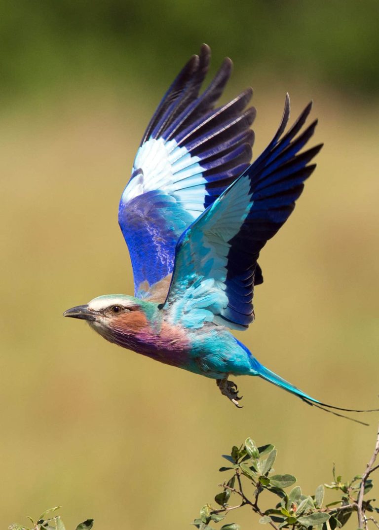 Lilac-Breasted Roller Photography Tips in Tanzania: Capturing the Serengeti’s Most Colorful Bird