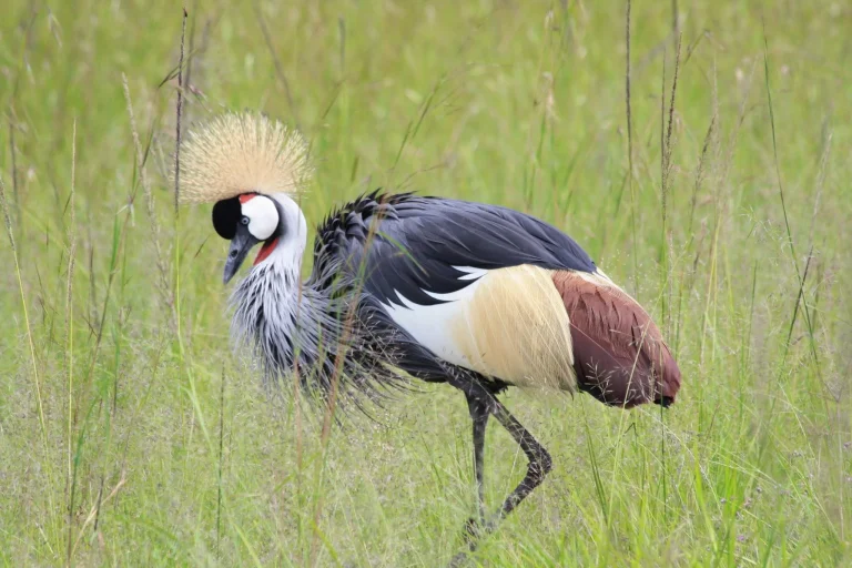 Grey Crowned Crane Mating Rituals in the Serengeti