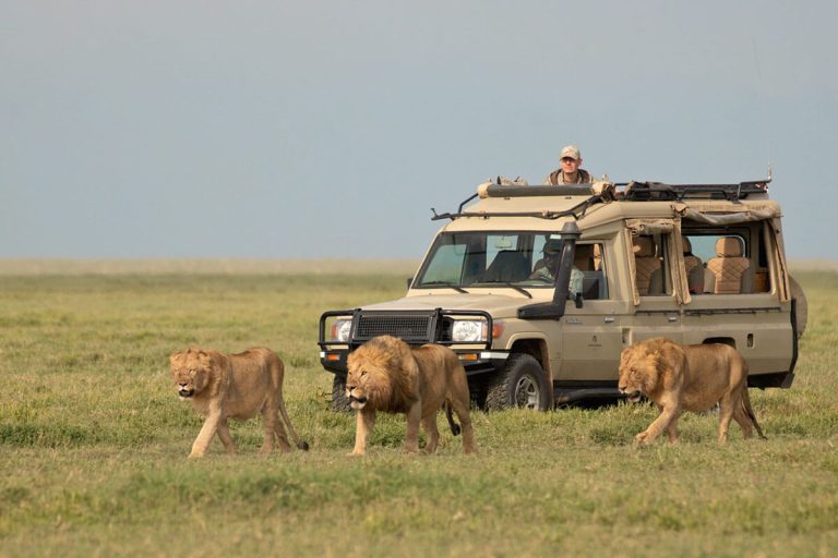 Luxury vs. Budget Safaris in Tanzania: What U.S. Travelers Need to Know