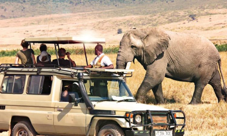 The Ultimate Guide for Canadians Planning an African Safari in Tanzania