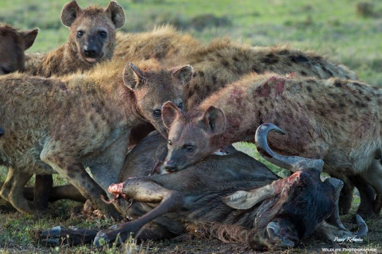 The Serengeti’s Ultimate Showdown: Rivalries Between Lions, Hyenas, and Wild Dogs