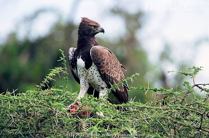 The Secret Hunting Strategies of Serengeti’s Raptors: How Eagles, Falcons, and Kestrels Dominate the Skies