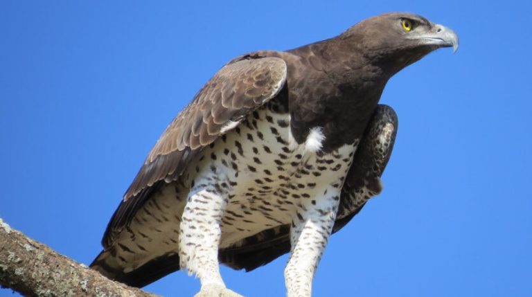Martial Eagle Hunting Techniques in the Serengeti: The Sky’s Apex Predator