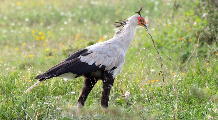 Secretary Bird Hunting Behavior in Serengeti Grasslands