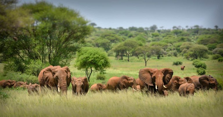The Hidden Lives of Serengeti’s Elephants: Social Bonds, Intelligence, and Migrations