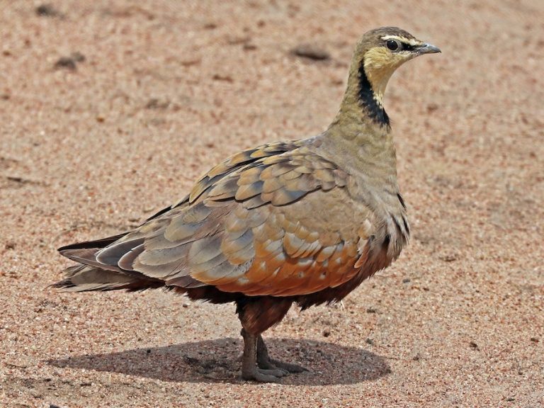 Yellow-Throated Sandgrouse Adaptations in Serengeti’s Dry Season